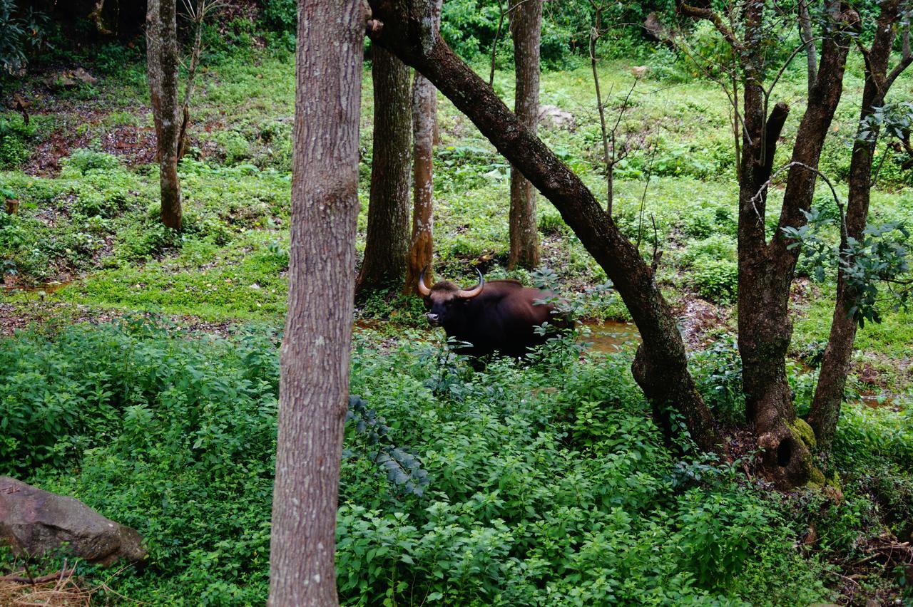 Secret Valley Jungle Resort Utakamand Zewnętrze zdjęcie